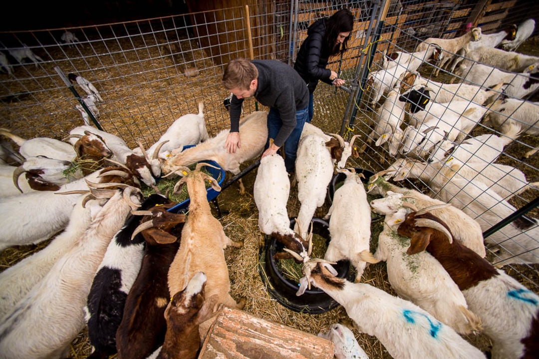 (Trent Nelson | The Salt Lake Tribune)
Volunteers Tristan Horne and Sabrina Martinez make sure the goats have food at water Saturday March 24, 2018.