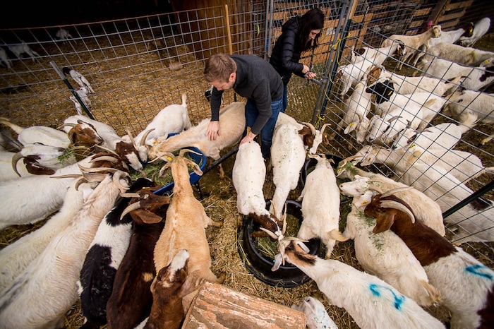 (Trent Nelson | The Salt Lake Tribune)
Volunteers Tristan Horne and Sabrina Martinez make sure the goats have food at water Saturday March 24, 2018.