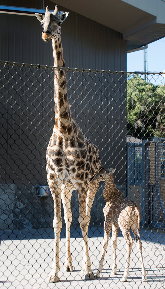 (Rick Egan | The Salt Lake Tribune) Friday, Sept. 21, 2018.