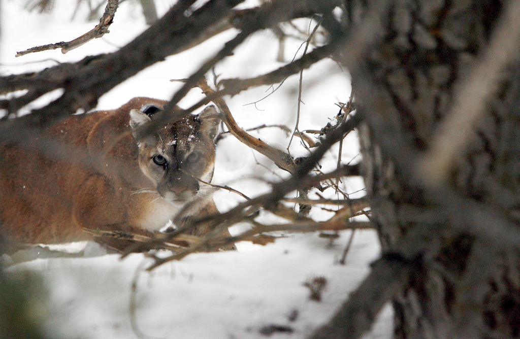 (Francisco Kjolseth  |  The Salt Lake Tribune) A female mountain lion after being captured by scientists in the Oquirrh Mountains in 2011.