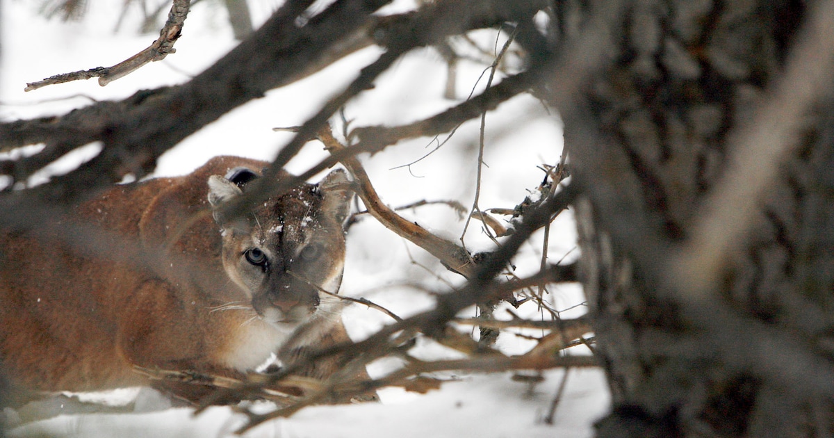 Voices: Utah's mountain lions shouldn't be sacrificed for trophy hunting