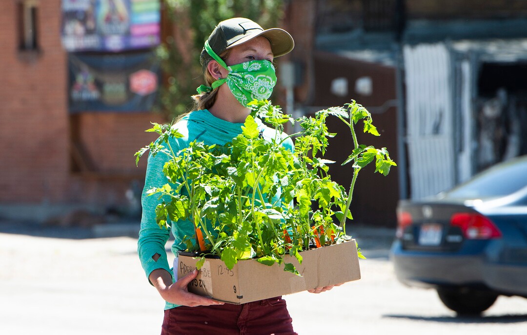 (Rick Egan  |  The Salt Lake Tribune)   Savannah Simmons-Grover delivers plants to a customer in their car during the Wasatch Community Gardens 2020 Spring Plant Sale Fundraiser, Saturday May 9, 2020