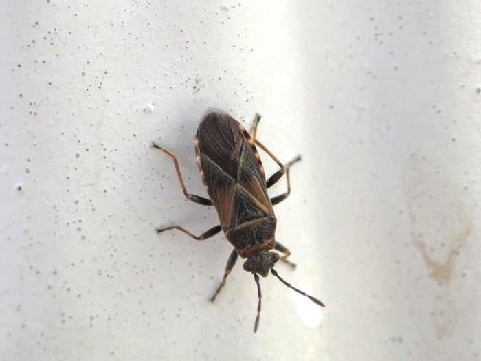(Photo courtesy Ryan Davis, Utah State University Extension) An adult elm seed bug. These invasive pests appeared in Utah sometime around 2014 and have recently experienced a population boom. The insects have been known to enter homes in large numbers, but are harmless.