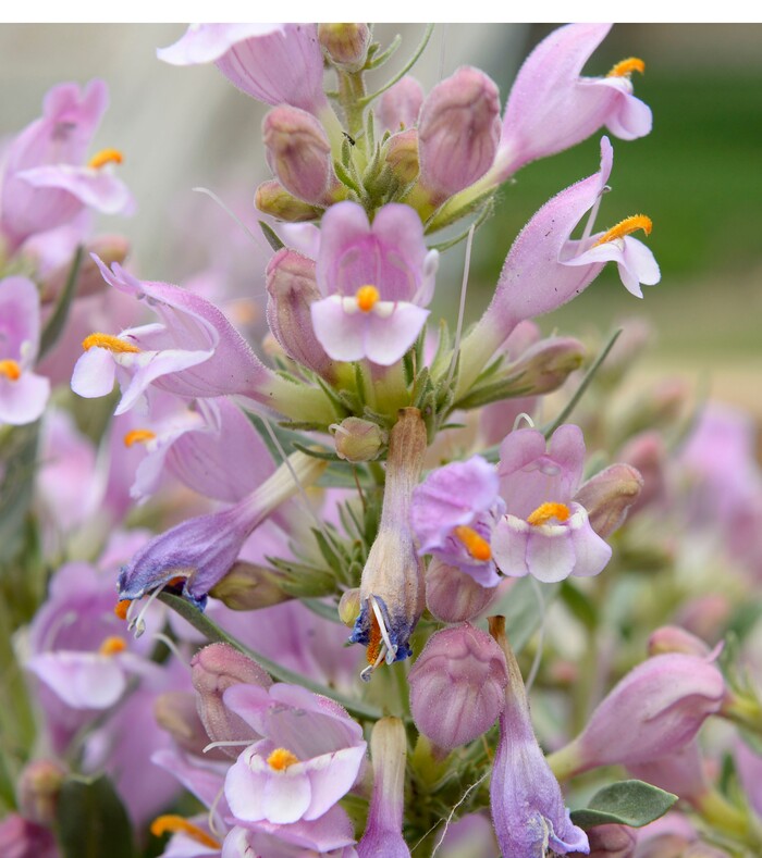 Al Hartmann  |  The Salt Lake TribuneOne of several Graham's Beardtongue plants that Red Butte Garden botanists have transplanted in their conservation trial bed are in full bloom Tuesday May 6.   They have taken hold and are now producing some seeds.   The rare desert flower only grows on oil shale outcrops and is proposed for listing under the Endangered Species Act.Environmental groups plan to sue the U.S. Fish and Wildlife Service over its recent decision to not list Graham's beardtongue, a rare desert flower that grows only near Uinta Basin's oil shale outcrops. Utah officials and the feds say a conservation agreement will ensure the plant's survival if the area's oil shale is strip-mined.