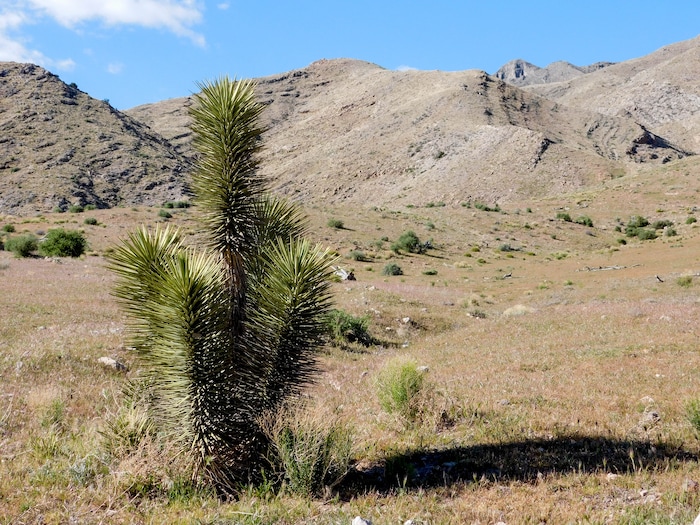 Erin Alberty  |  The Salt Lake Tribune


A Joshua tree stands alone in the northern reaches of the grove at Joshua Tree National Natural Landmark south of Shivwits. April 2, 2017.
