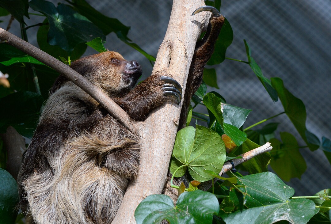(Francisco Kjolseth  |  The Salt Lake Tribune)  With the aid of two claws on their front legs, and three on the back legs, a two-toed sloth clings to a tree at the Loveland Living Planet Aquarium. The male and female sloths will be unveiled to the public on Friday. They've been adjusting to the sights and sounds of the aquarium for the last couple of weeks after being rescued from the South American country of Guyana due to habitat deforestation.
