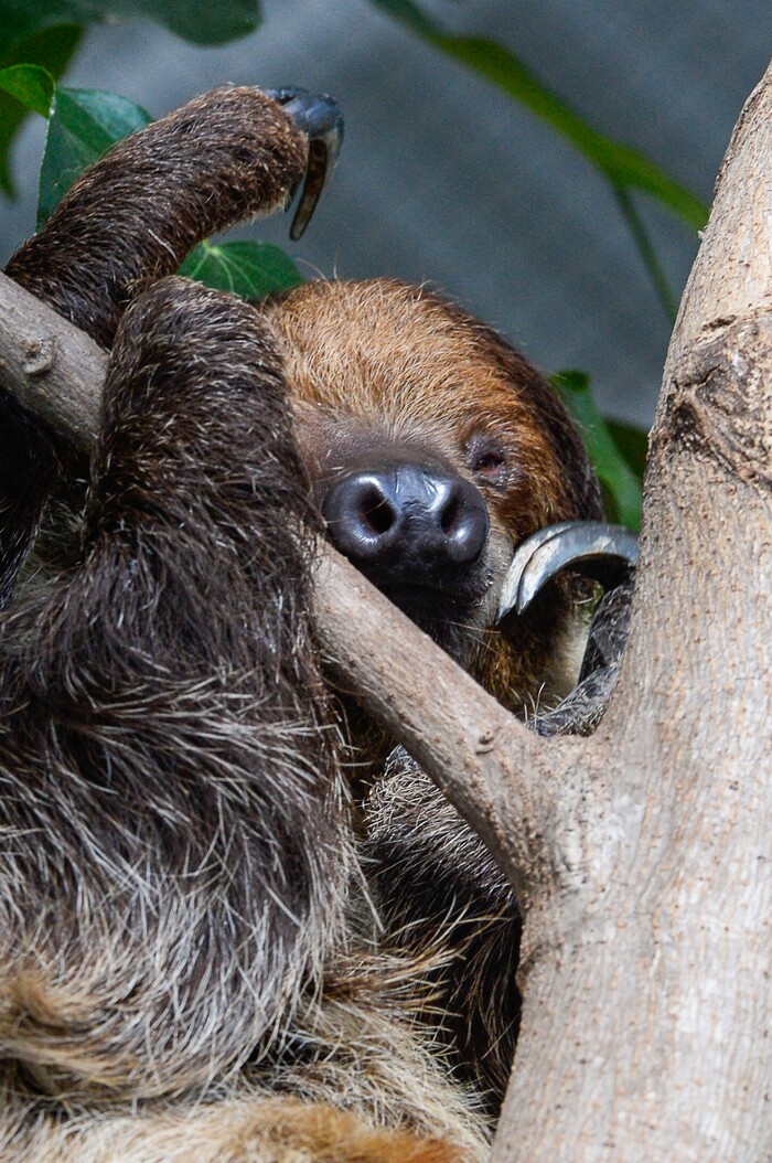 (Francisco Kjolseth | The Salt Lake Tribune) The Loveland Living Planet Aquarium has acquired a couple of two-toed sloths that will be unveiled to the public on Friday. They've been adjusting to the sights and sounds of the aquarium for the last couple of weeks after being rescued from the South American country of Guyana due to habitat deforestation.