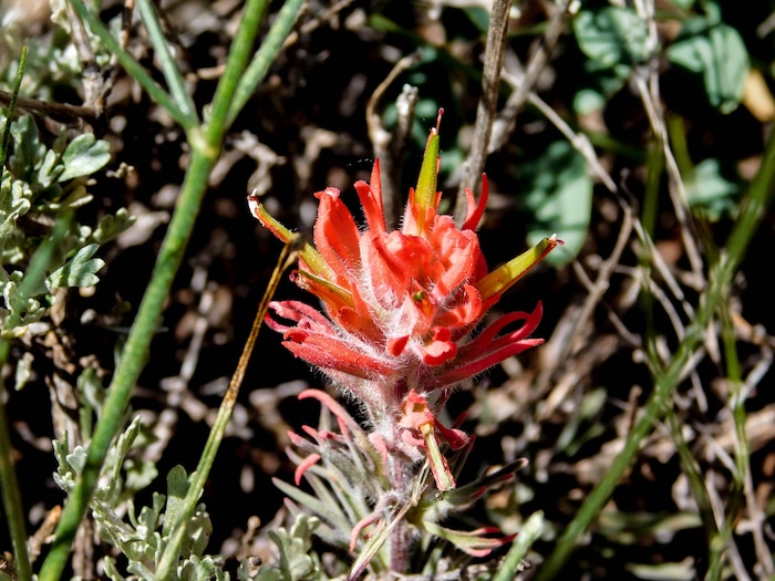 Erin Alberty  |  The Salt Lake TribuneA paintbrush flower blooms May 27, 2017 along the Desert Voices Trail in Dinosaur National Monument.