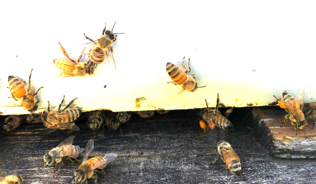 (Rick Egan  |  Tribune file photo)     Honey bees enter one of the hives  owned by Bee Keeper Darren Cox, in Logan Canyon, on the Uinta-Wasatch-Cache National Forest where he stores hundreds of hives in the summer, on Tuesday, Aug. 11, 2020.