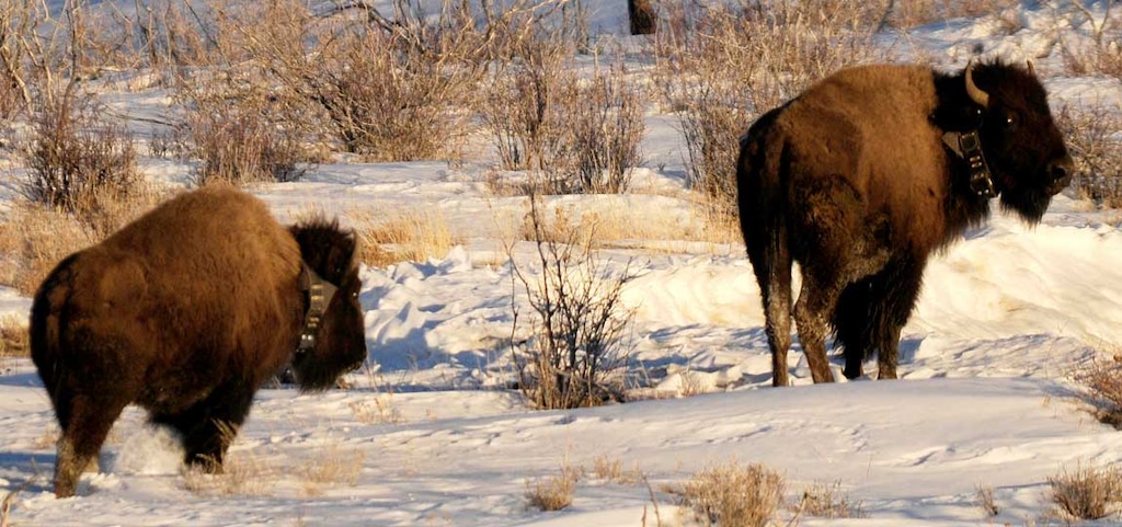 (Utah Division of Wildlife Resources) Bison inhabit Utah’s Book Cliffs, but they have been increasingly roaming onto rangelands on the West Tavaputs Plateau, where they are causing problems for ranchers.