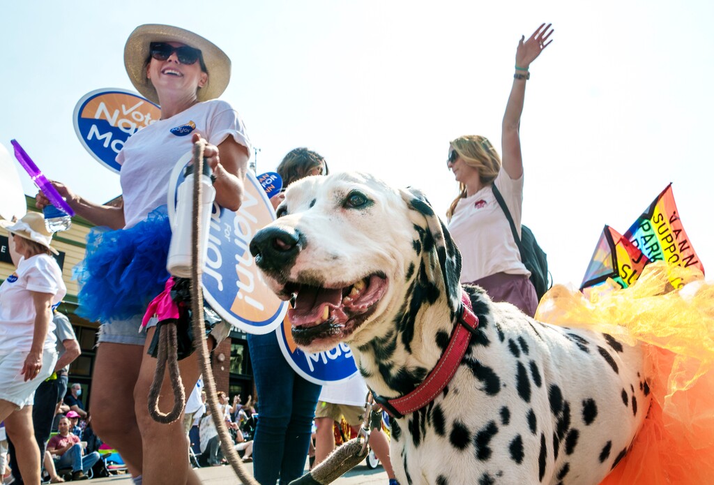 (Leah Hogsten | The Salt Lake Tribune) Stanley and his owner walk down Main Street in Park City on Labor Day, Sept. 6, 2021, in support of Nann Worel for mayor during the 125th-anniversary celebration of Miners' Day.