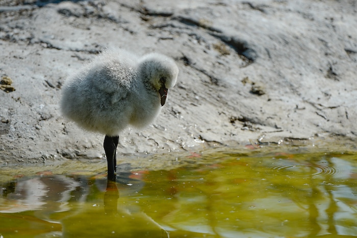 (Francisco Kjolseth  |  The Salt Lake Tribune)  Tracy Aviary has a variety of new birds, including three new baby Chilean Flamingos. The trio, ranging in age from 14 to 29 days of age are growing fast and the aviary is currently having a naming competition. Every egg that is laid at the aviary is given a number. Chick 3 just happened to get the egg number 007, so keepers decided to theme the flamingo chick naming contest with 007 names. 