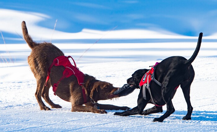 (Rick Egan  |  The Salt Lake Tribune)       Avalanche dogs Joni and Lumen play a tugging game at Solitude Ski Resort, Thursday, March 5, 2020.
