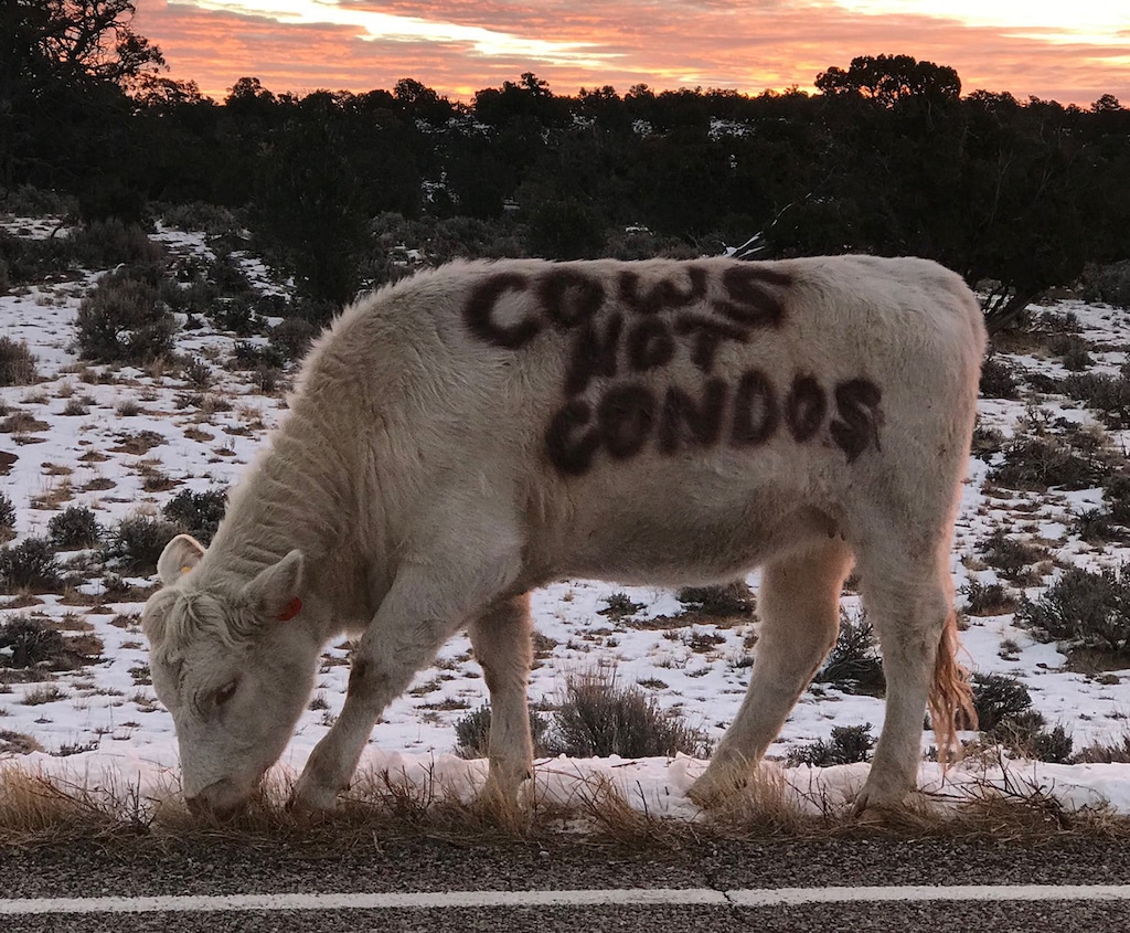 (Courtesy photo | Cayanna Davis) Utah rancher Mark Nelson painted his thoughts about tourism on his cow, seen grazing along State Road 12 near Grand Staircase-Escalante National Monument. Like other residents of the scenic rural town of Boulder, Nelson is concerned with tourism’s rising influence on the community and surrounding landscape.
