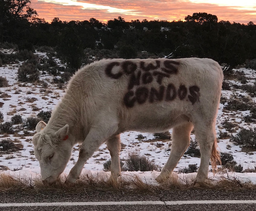 (Courtesy photo | Cayanna Davis) Utah rancher Mark Nelson painted his thoughts about tourism on his cow, seen grazing along State Road 12 near Grand Staircase-Escalante National Monument. Like other residents of the scenic rural town of Boulder, Nelson is concerned with tourism’s rising influence on the community and surrounding landscape.