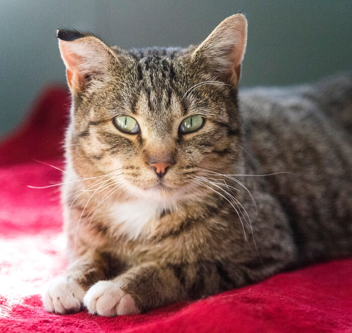(Rick Egan  |  The Salt Lake Tribune)     A gray tabby named Clause, at The Humane Society of Utah, Tuesday, Dec. 4, 2018.
