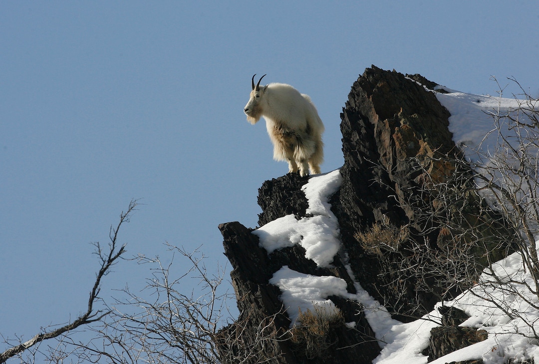 (Scott Sommerdorf   |  Tribune file photo)  The U.S. Forest Service initially opposed a state plan to introduce non-native mountain goats into the La Sal Mountains, but did not block it. Utah wildlife officials are now developing proposals to establish goat herds in other Utah ranges where this big game species is not native.