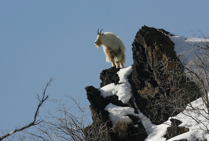 (Scott Sommerdorf   |  Tribune file photo)  The U.S. Forest Service initially opposed a state plan to introduce non-native mountain goats into the La Sal Mountains, but did not block it. Utah wildlife officials are now developing proposals to establish goat herds in other Utah ranges where this big game species is not native.