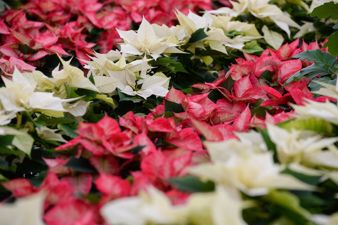 (Francisco Kjolseth  |  The Salt Lake Tribune)  A small crew at the Salt Lake City International Airport has been busy growing 1500 poinsettias for the holiday season. Starting Sunday airport staff will start to distribute the various breeds grown from small plugs to decorate the terminals for Christmas.