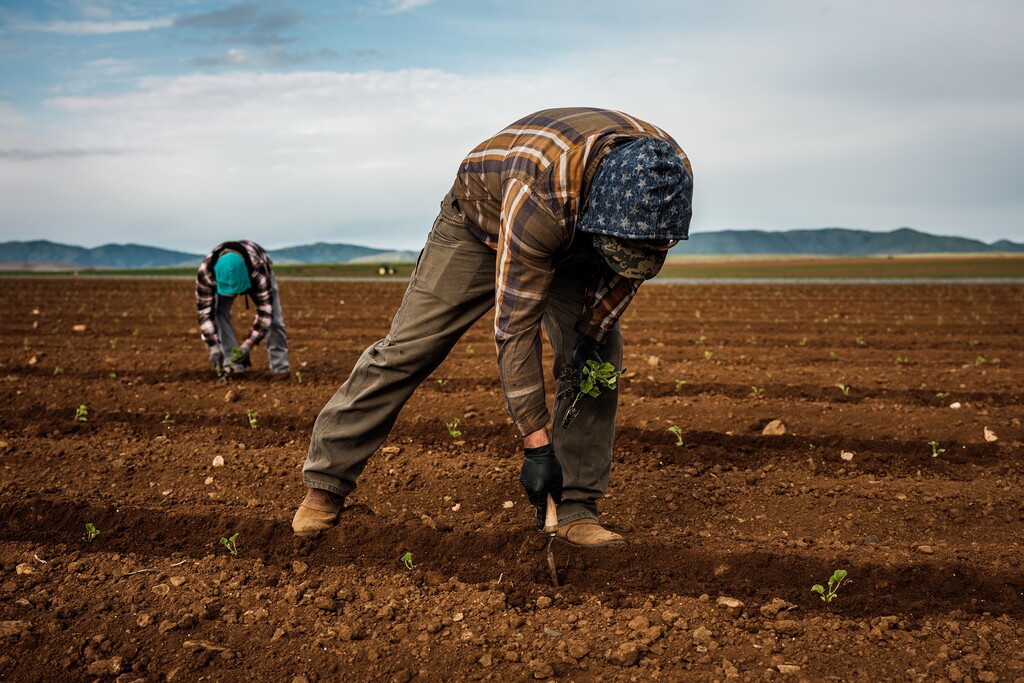 (Max Whittaker | The New York Times)
Farmworkers plant cantaloupe seedlings at Joe Del Bosque's fields near Oro Loma, Calif., April 17, 2020. "You may not have heard about one ingredient in the economy's special sauce: a sudden, salutary rebound in net immigration, which soared in 2022 to more than a million people, its highest level since 2017," writes New York Times columnist Paul Krugman.