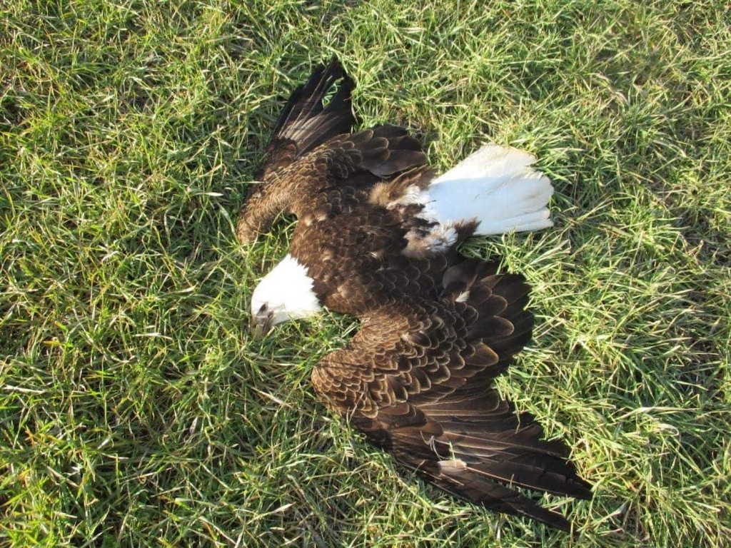 (Maryland Natural Resources Police) This bald eagle was one of 13 found dead on a farm near Federalsburg, Md., in 2016.