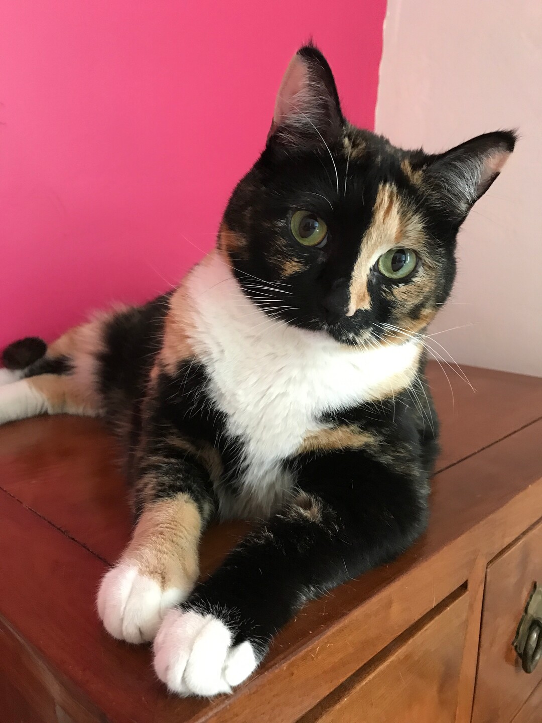 (Courtesy of Salt Lake County Animal Services)  Salt Lake County PAWlitical candidate Leeloo