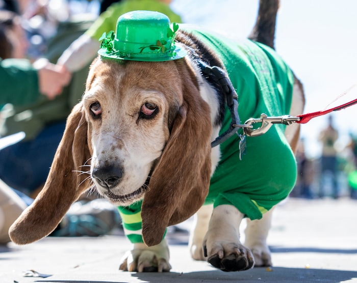 (Rick Egan | The Salt Lake Tribune) Cici the basset hound walks in the Saint Patrick's Parade at the Gateway in Salt Lake City, on Saturday, March 12, 2022.