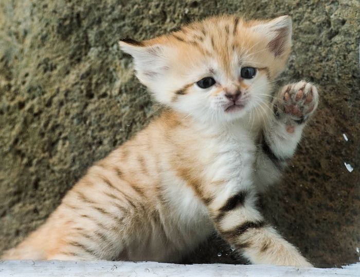 (Rick Egan  |  The Salt Lake Tribune)   A 5-week-old baby sand cat, at Hogle Zoo. Thursday, June 7, 2018.