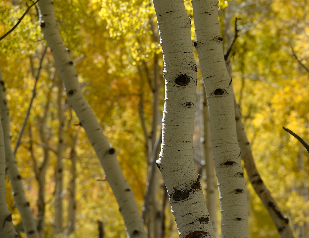 (Al Hartmann  |  The Salt Lake Tribune)     
At 106 acres, Pando is the largest known aspen clone, and the most massive living thing known on earth. Its trees are united by a single root system. Scientists say deer are voraciously eating Pando's new sprouts, preventing the clone from regenerating. It could deteriorate beyond recovery in less than 20 years, they warn.