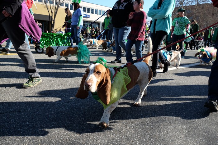 (Francisco Kjolseth | The Salt Lake Tribune) Utah Friends of Basset Hounds bring much attention as shamrocks and sunshine grace Salt Lake CityÕs Irish community as it celebrates their 41st annual St. PatrickÕs Day Parade with crowds lining up to take in the festivities. Marching bands, Irish dancers, bagpipes and a sea of green moved along 200 South, starting at 500 East Saturday morning en route to State street where the Siamsa festivities kept the fun going at the Gallivan Center.