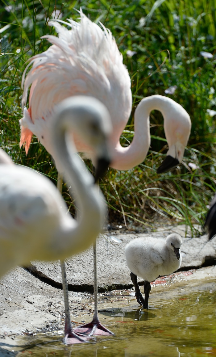 (Francisco Kjolseth  |  The Salt Lake Tribune)  Tracy Aviary has a variety of new birds, including three new baby Chilean Flamingos. The trio, ranging in age from 14 to 29 days of age are growing fast and the aviary is currently having a naming competition. Every egg that is laid at the aviary is given a number. Chick 3 just happened to get the egg number 007, so keepers decided to theme the flamingo chick naming contest with 007 names. 