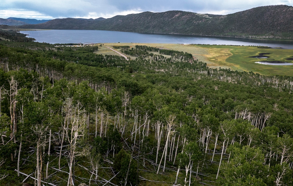 (Leah Hogsten | The Salt Lake Tribune) Pando is located in the Fishlake National Forest, as captured on July 26, 2023.
