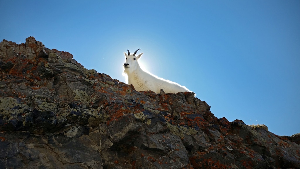 (Lennie Mahler | Tribune file photo) A majestic mountain goat navigates rocky terrain near the summit of Mount Timpanogos in Provo, Utah, in 2014.