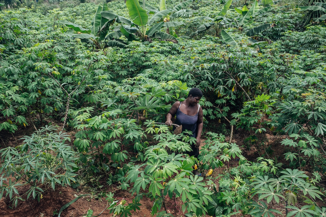 (KC Nwakalor | The New York Times) Faith Osi works on her family's cassava farm in Obrikom, in the heart of Nigeria's oil-rich delta, July 21, 2020. Around the world, the poor and marginalized are much more likely to be vulnerable to extreme heat; methane gas flares burning around the clock in Obrikom make this already hot area worse still.