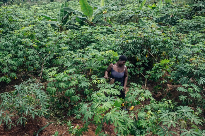 (KC Nwakalor | The New York Times) Faith Osi works on her family's cassava farm in Obrikom, in the heart of Nigeria's oil-rich delta, July 21, 2020. Around the world, the poor and marginalized are much more likely to be vulnerable to extreme heat; methane gas flares burning around the clock in Obrikom make this already hot area worse still.