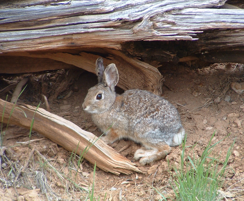 A cottontail rabbit