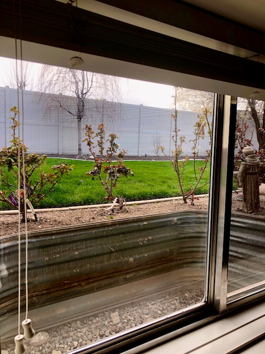 (Photo courtesy of Michael Patrick O'Brien)
The O'Brien family rose garden
