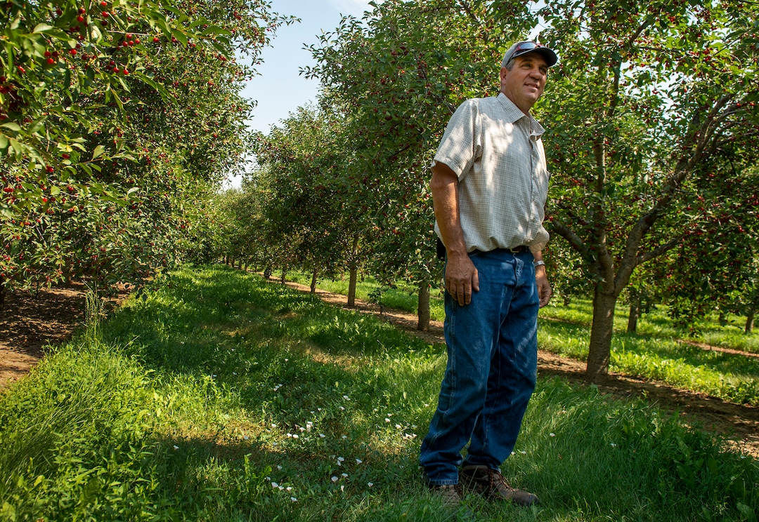 (Leah Hogsten  |  The Salt Lake Tribune)  Cherry Hill Farms co-owner Ray Rowley will spend the next 3 weeks supervising the 24-hour cherry harvest of the Rowley family farm with his brothers-- overseeing extended family members and additional employees who work on the farm. Crews shake trees and collect some 230,000 pounds of cherries every 8-hour shift during the July cherry harvest,Thursday, July 26, 2018.