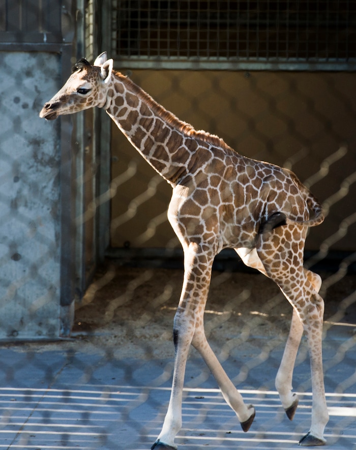 (Rick Egan | The Salt Lake Tribune) Friday, Sept. 21, 2018.
