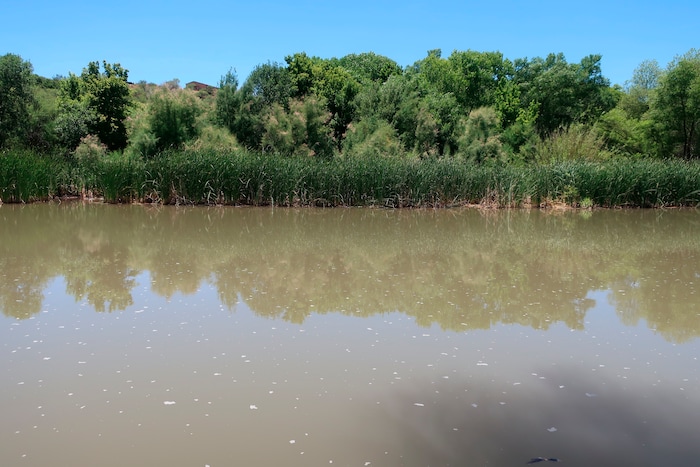 (Felicia Fonseca | The Associated Press) A mix of tamarisk and native trees stand along the Verde River in Clarkdale, Ariz. Tamarisk leaf beetles were brought to the U.S. from Asia to devour invasive tamarisk, or salt cedar, trees.
