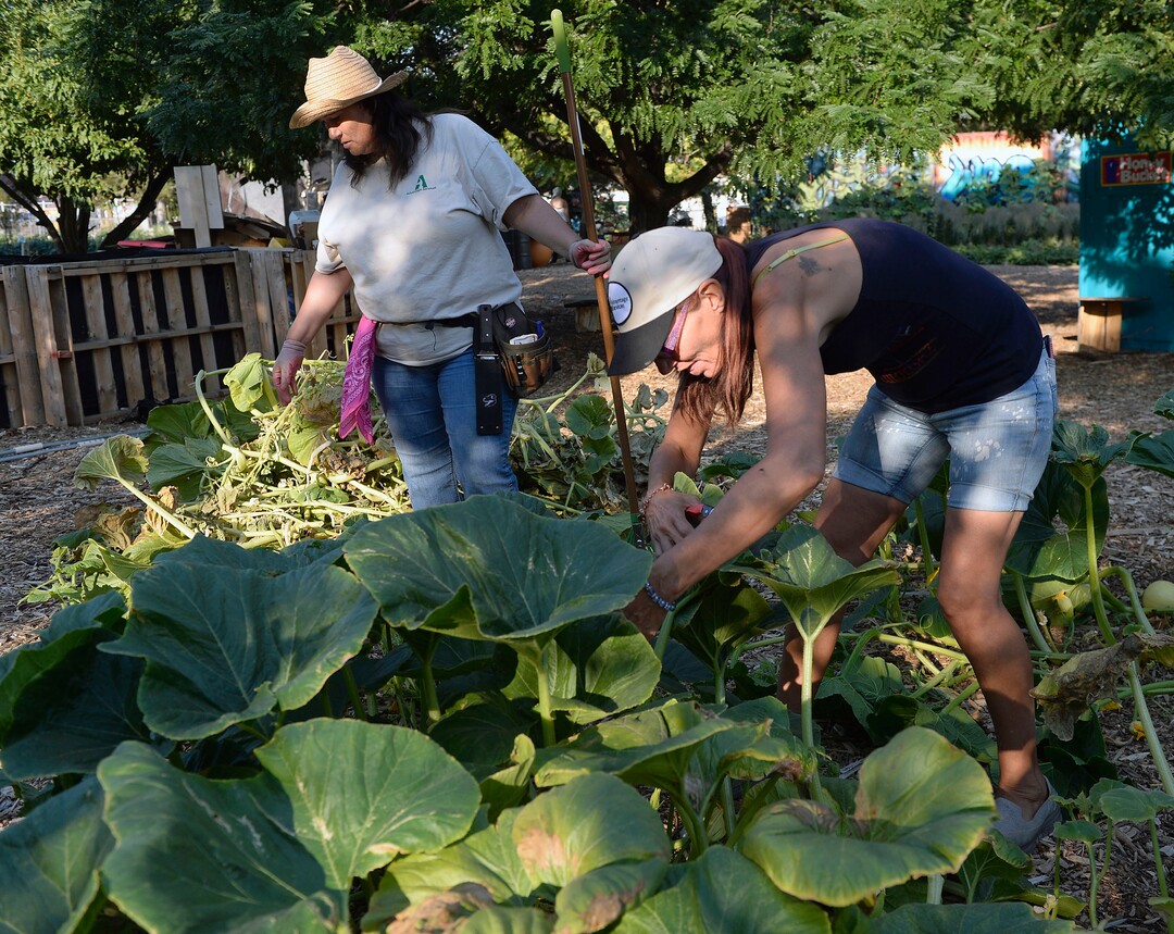 (Al Hartmann  |  The Salt Lake Tribune) Trina, left, and Nikki clean up dead growth in a pumpkin patch at the Wasatch Community Gardens' Green Team farm on Wednesday Aug. 2. A group of homeless and formerly homeless women tend a 1.5-acre vegetable farm on land owned by the Salt Lake City's Redevelopment Agency. The women are paid as they learn about agriculture and business, and they receive a break from the stresses of their daily lives.