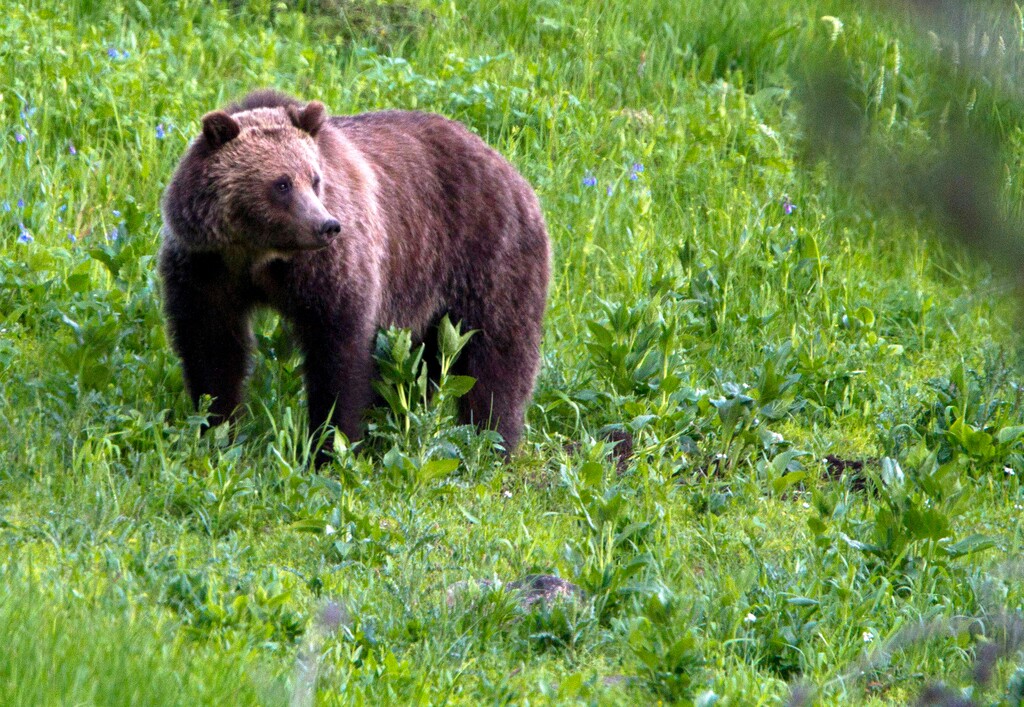 (Jim Urquhart) A grizzly bear roams near Beaver Lake in Yellowstone National Park in 2011.