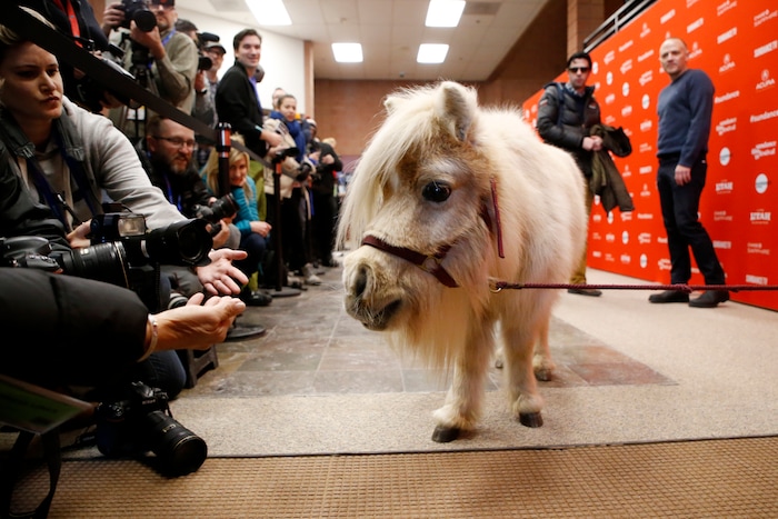 A miniature horse named Daisy, who appears in the film as a character named Butterscotch, poses as director, screenwriter and actor David Zellner, rear right, looks on at the premiere of "Damsel" during the 2018 Sundance Film Festival on Tuesday, Jan. 23, 2018, in Park City, Utah. (Photo by Danny Moloshok/Invision/AP)
