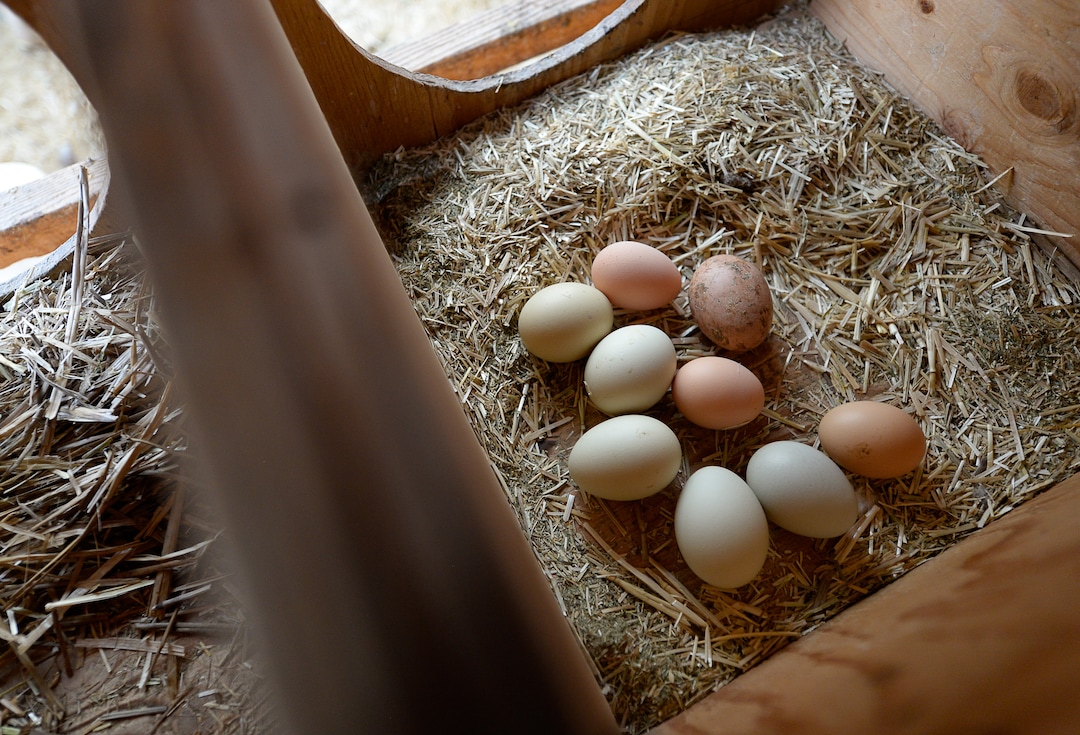 (Francisco Kjolseth  |  The Salt Lake Tribune)  Eggs wait to be picked inside the chicken coop at the community garden at the end of Elizabeth Street in Salt Lake City that has operated on church land for 43 years.