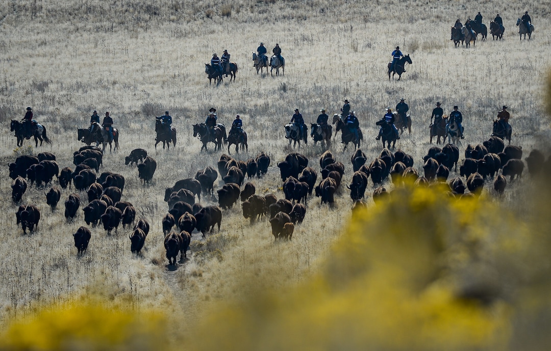 (Francisco Kjolseth  |  The Salt Lake Tribune)  Riders on horseback herd bison during the 33rd annual roundup, Saturday, Oct. 26, 2019, on Antelope Island, a state park located near Syracuse in Davis County. Every year Utah wildlife and parks officials move the animals from across the island so they can be weighed, tagged and given health screenings.