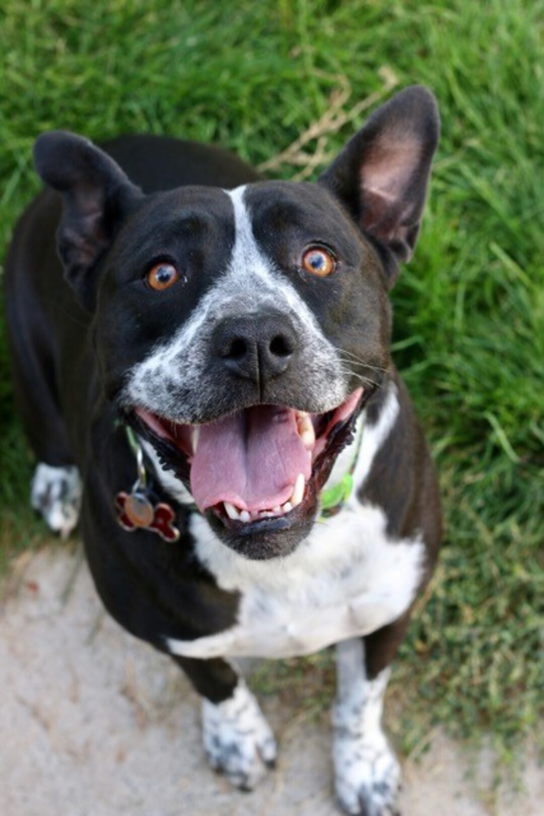 (Courtesy of Salt Lake County Animal Services)  Salt Lake County PAWlitical candidate Peppermint