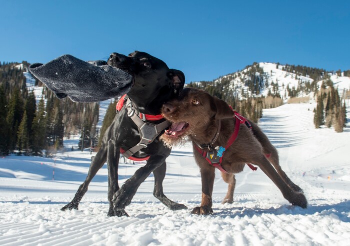 (Rick Egan  |  The Salt Lake Tribune)       Avalanche dogs Joni and Lumen play a tugging game at Solitude Ski Resort, Thursday, March 5, 2020.