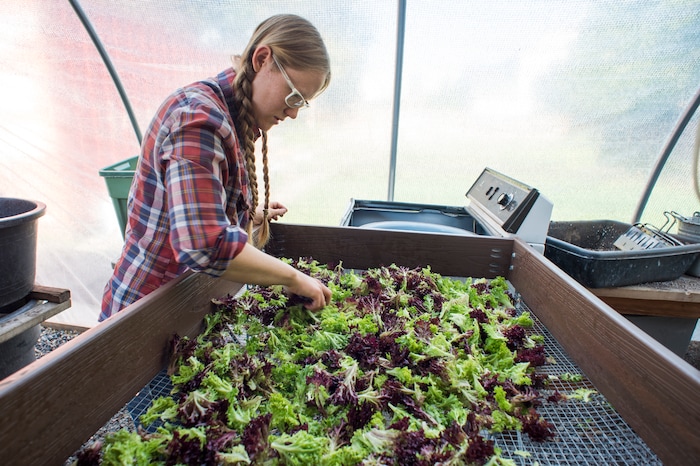 (Rick Egan  |  The Salt Lake Tribune)      Amanda Theobald, harvests lettuce at the Top Crops urban farm, in Salt Lake City, Tuesday, June 5, 2018.


