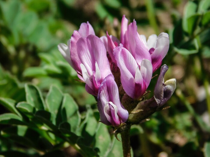 Erin Alberty  |  The Salt Lake TribuneSweetvetch blossoms cluster May 9, 2017 along the Living Room trail in Salt Lake City.