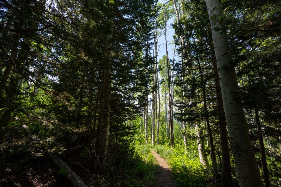 (Rick Egan | The Salt Lake Tribune) The Willow Heights Bench hike in Big Cottonwood Canyon, on Wednesday, June 16, 2021.